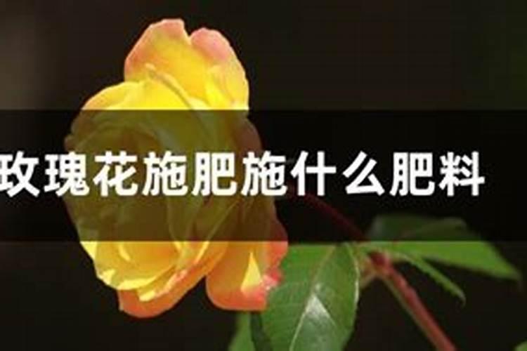 为什么我的玫瑰花开花时枝杆却不挺立起来,就是枝条撑不住花朵的重量被...