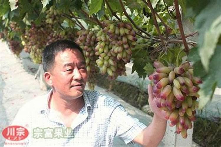 葡萄越夏巧施叶面肥 杀灭食叶性害虫就用30%敌百虫 更专业