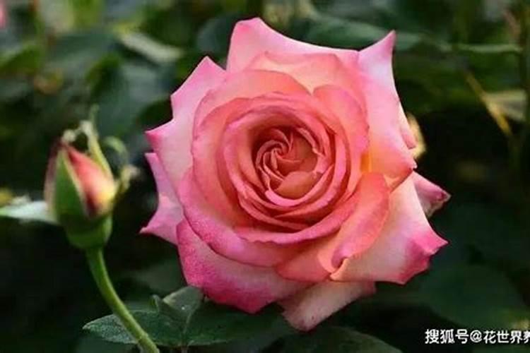 尿素能做水溶肥吗 尿素可以做水溶肥吗