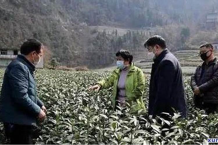 硫酸二氢钾用在茶叶上有什么好处？