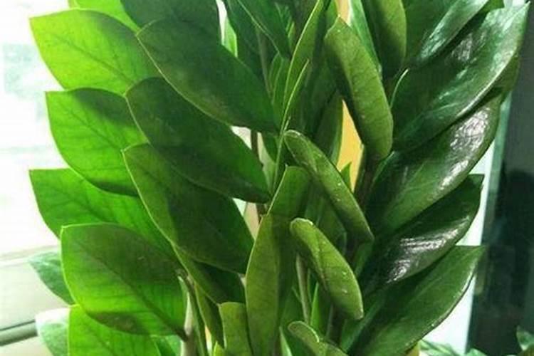 碱地适合种植什么农作物？