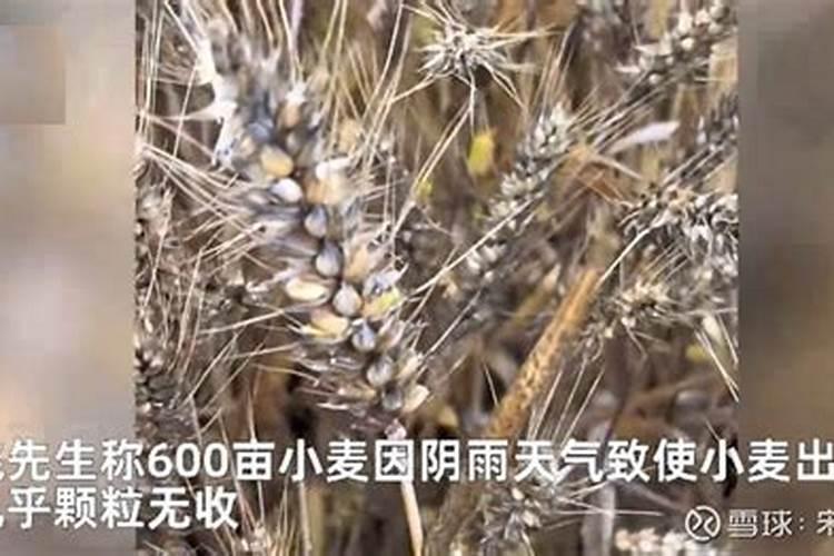 柠檬树开花结果后如何管理？