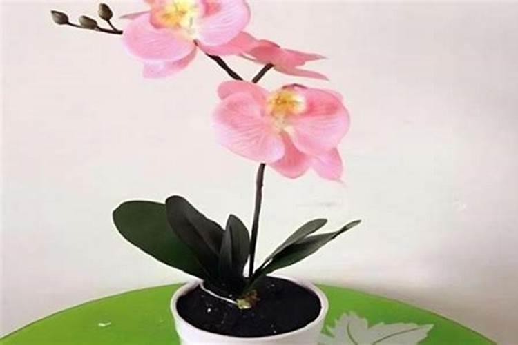 蝴蝶兰可施氮肥吗