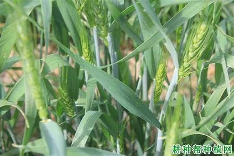 冬小麦用水溶肥可以吗