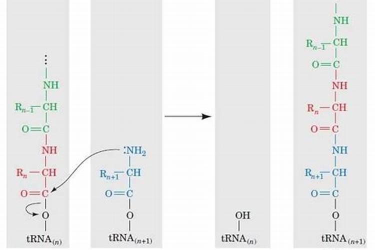 常见的氮肥有哪些