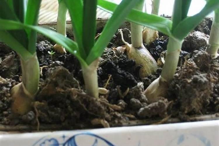 清明前后大蒜需要冲肥料吗