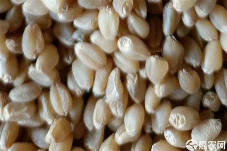 小麦分蘖期喷什么叶面肥