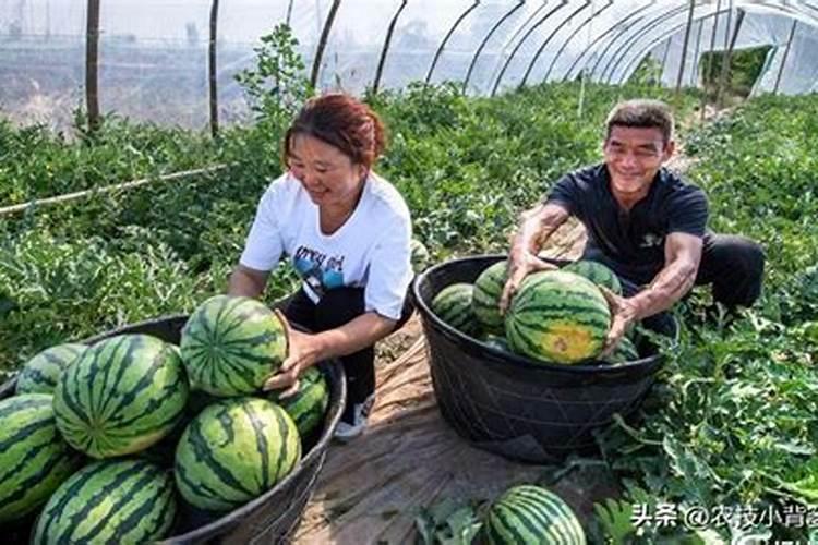 西瓜幼苗用什么生根肥好