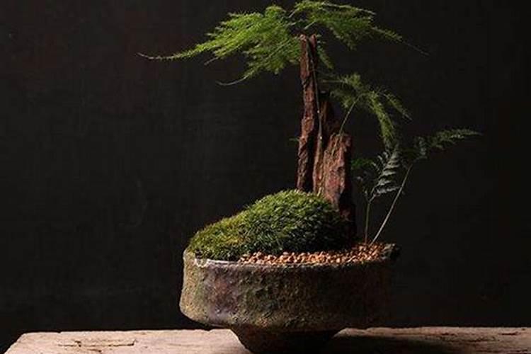 桂花树叶子尖干枯怎么办