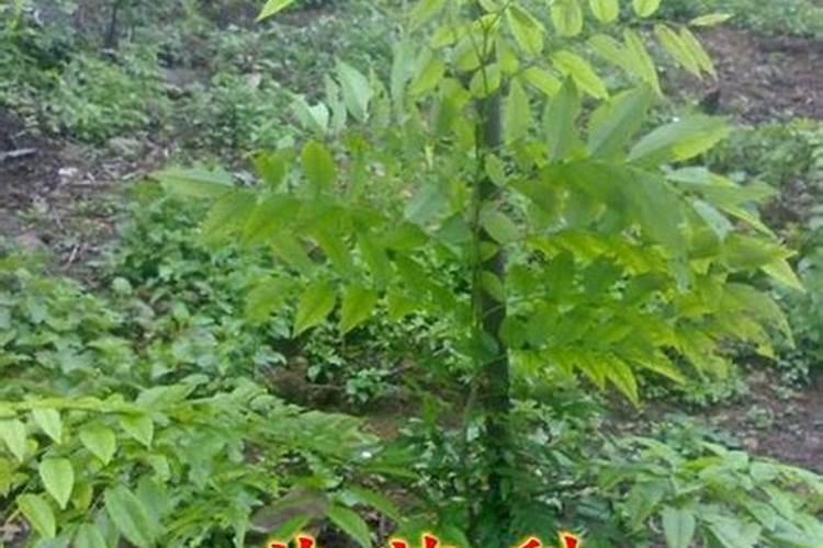 黄花梨施什么肥