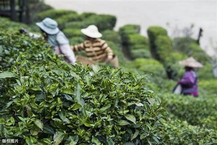 茶叶树的栽培与管理方法 浇水施肥注意事项