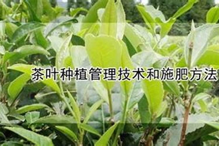 茶树有哪些施肥管理方法？