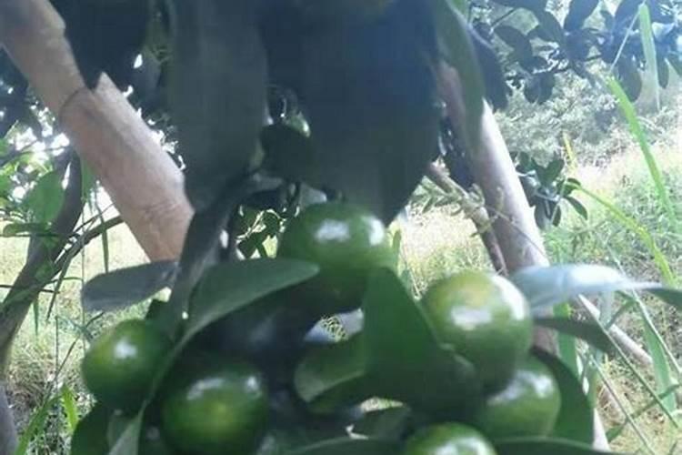 种白菜用什么肥料最好