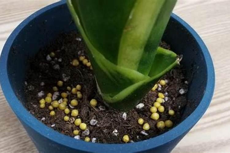 荔枝高产矮化种植技术 方法及注意事项