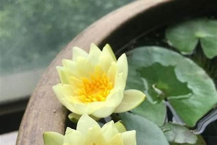 用什么肥料可制营养液