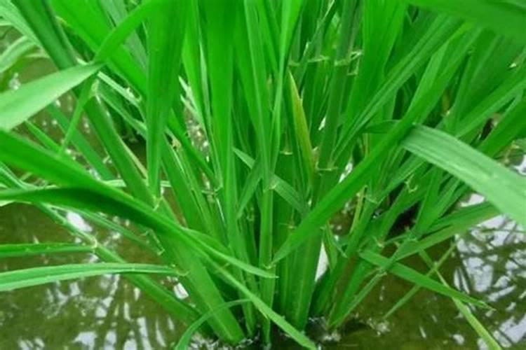水稻施肥方法和用量 水稻施肥方法是什么用量多少