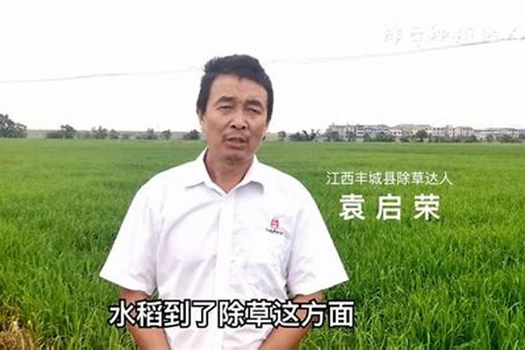 水稻孕穗期施肥用什么肥料