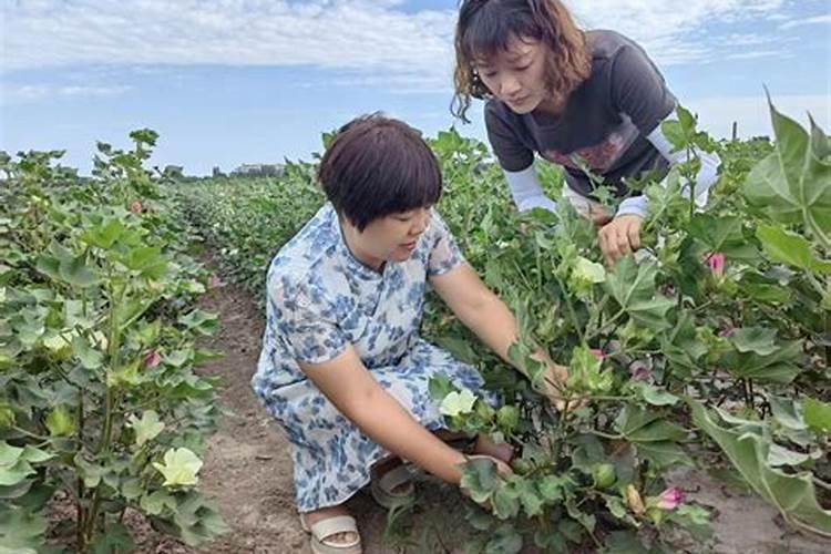 棉花花铃期管理很重要,棉花花铃期怎么管理？