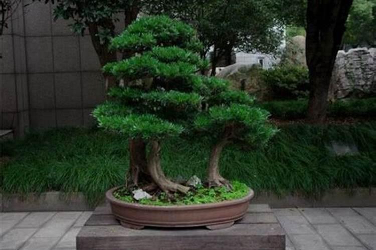 有机花菜种植技术与管理