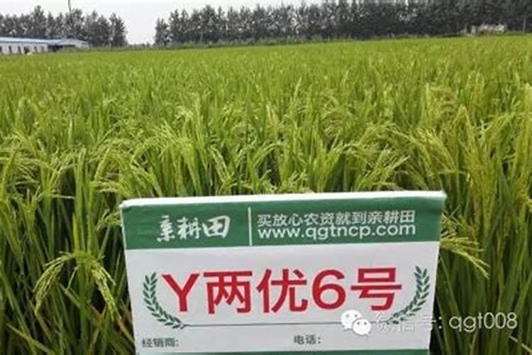 氮、磷、钾对茶树生长发育的作用
