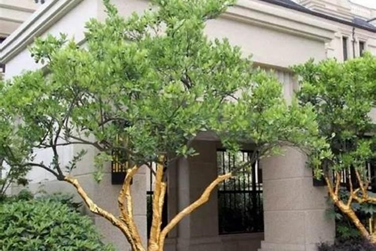 茶叶高温会变质吗