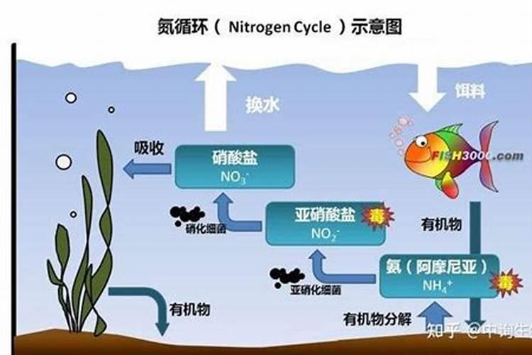 什么氮肥最好(什么氮肥最好用)