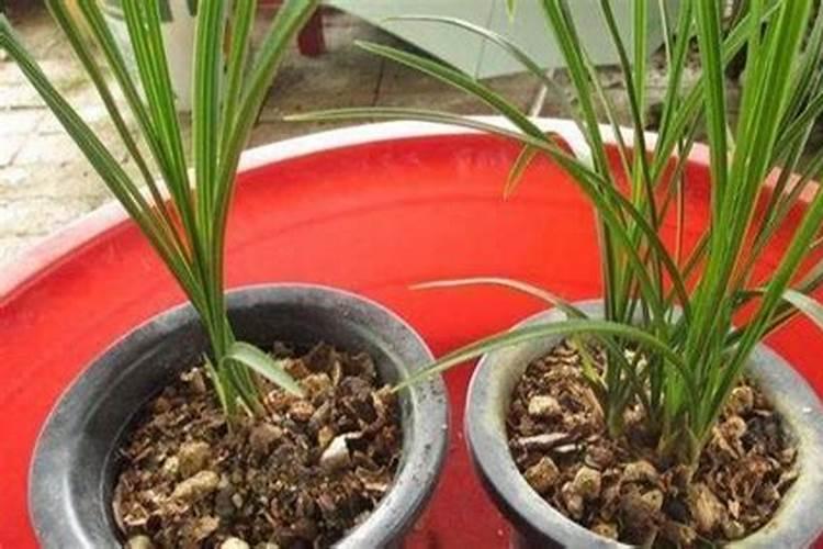 种植果树的过程中,应该如何进行果树补钙？