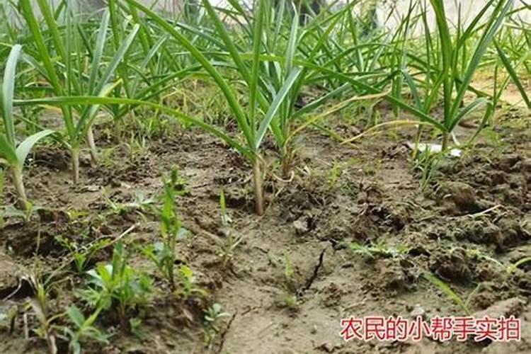 请问,种植大蒜喷什么叶面肥,喷它有哪些好处？