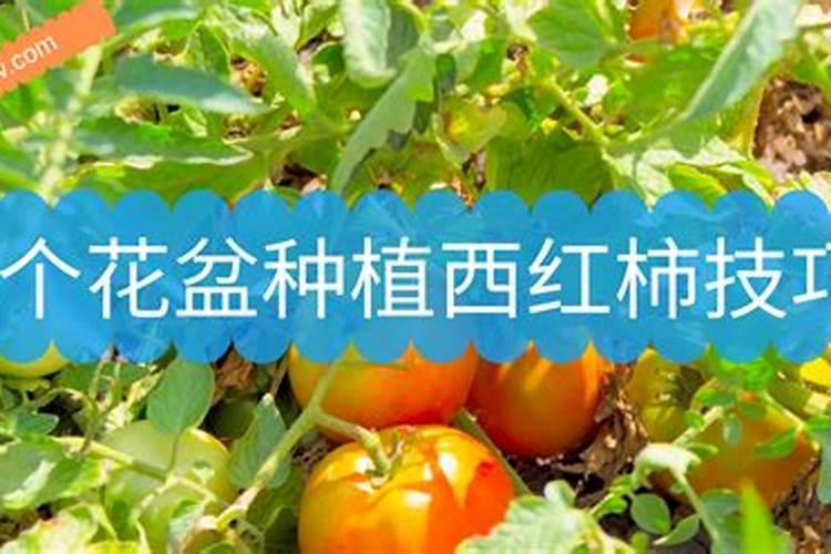 月季移栽注意事项 什么时候移栽好
