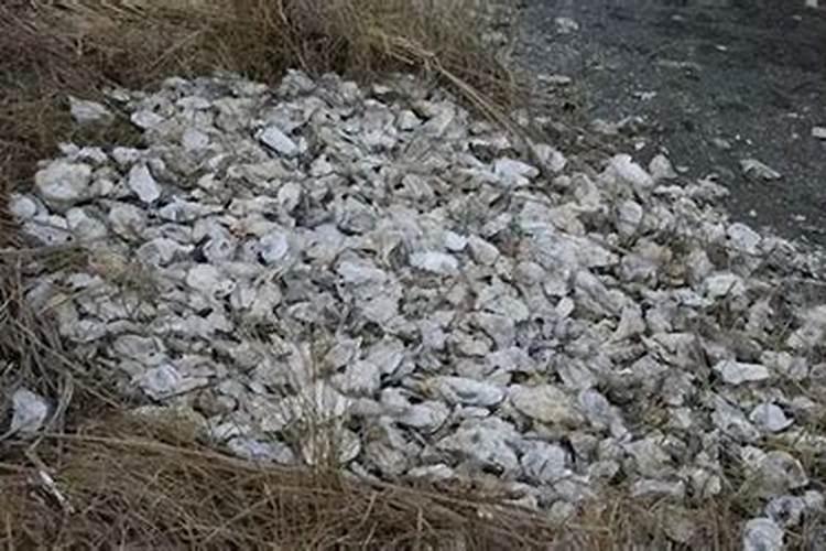 种植果树的过程中,应该如何进行果树补钙？