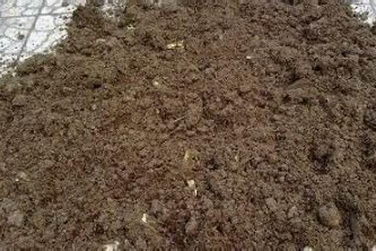 喷施什么叶面肥能促进枣树多开花,提高坐果率