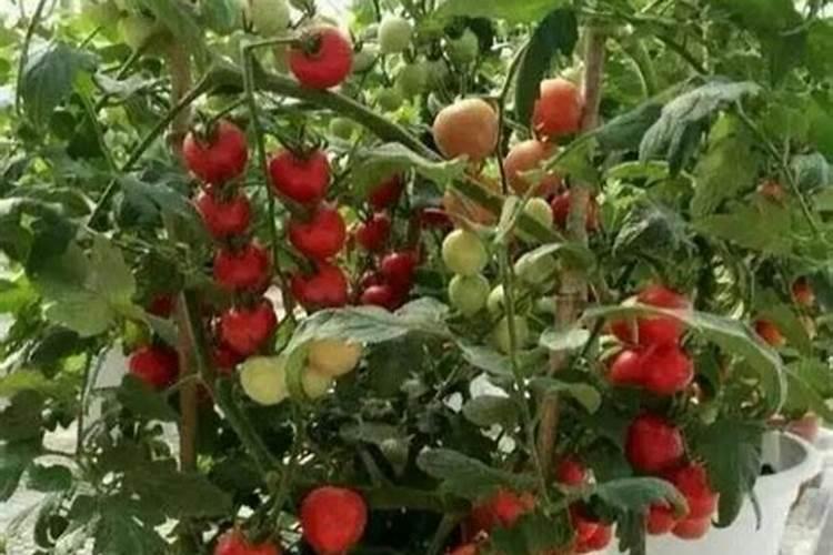 阳台种番茄时间和方法 阳台盆栽番茄注意事项