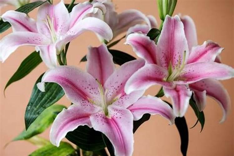 百合花怎么施肥,这样施肥长势超好!