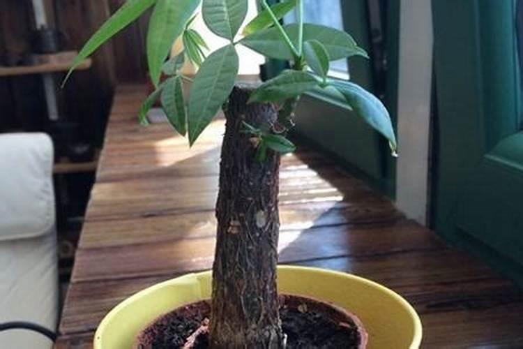 发财树多久喷一次叶面？
