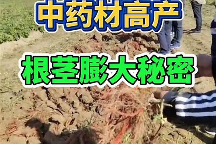 大豆打实心虫的时候加点叶面肥和膨大素可以吗？