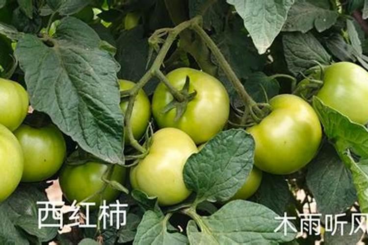 盆栽韭莲怎么样才可以种 盆栽韭莲如何种