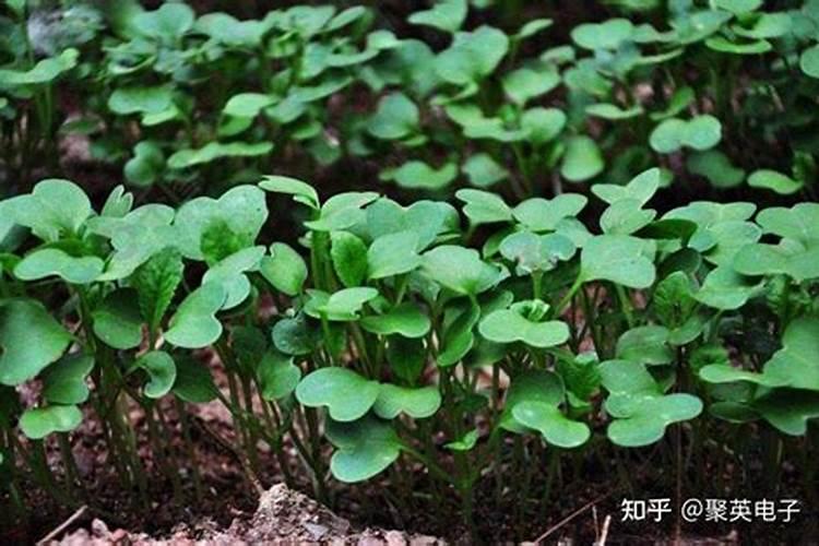 萝卜出苗后怎样管理