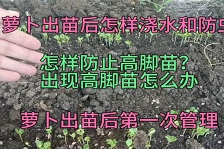 萝卜怎么追肥