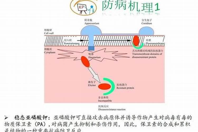 这是什么水果树？