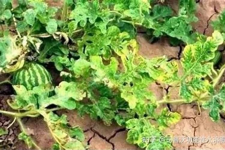 西瓜追肥用什么肥料 注意事项有哪些