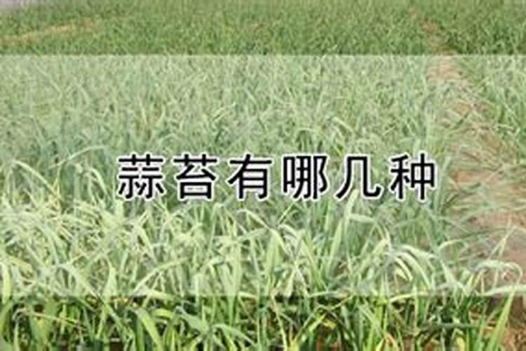 怎样查询重庆的菜价