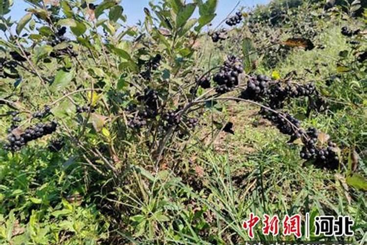 黑果花楸几年结果实