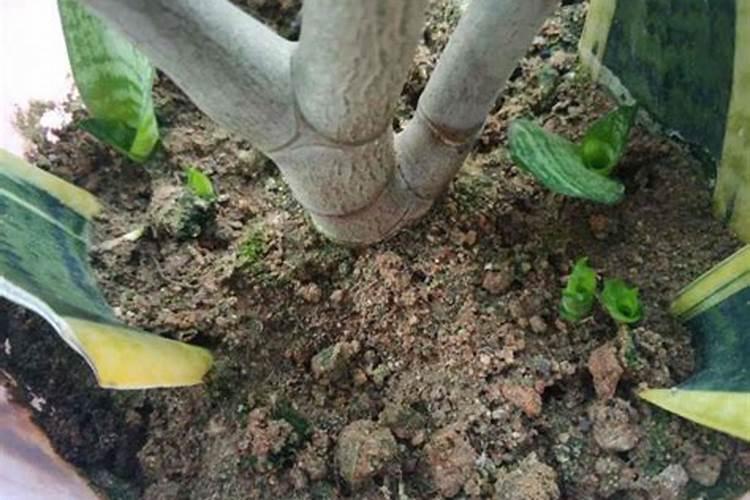 家里养花施什么肥最好 磷肥的作用