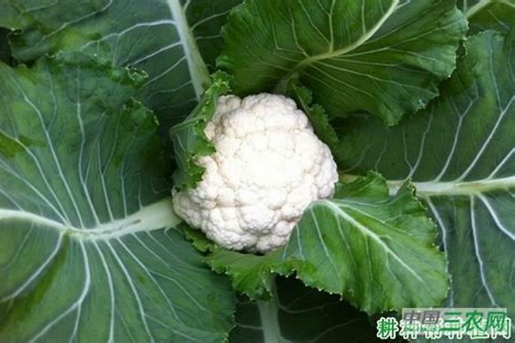 硝酸铵钙含氯吗