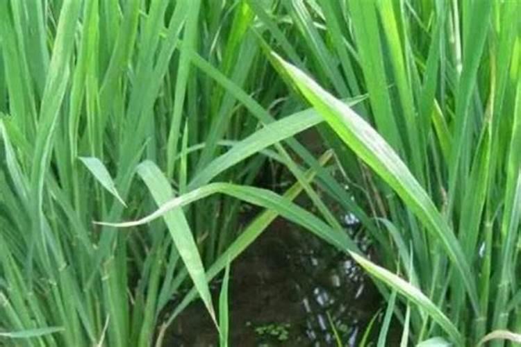 种植稻米的各个阶段,该如何掌控水肥？