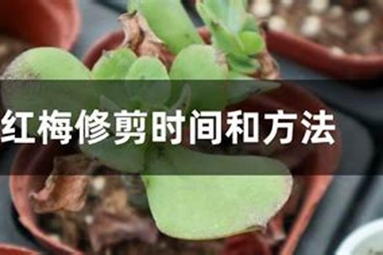 绿化树用什么肥料最好