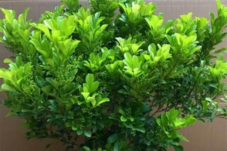 米兰浇什么肥料合适