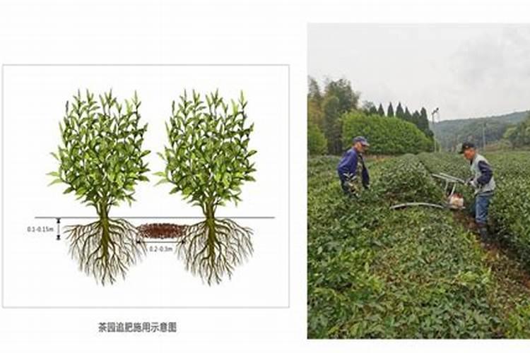 芸苔素对草莓长茎有用吗