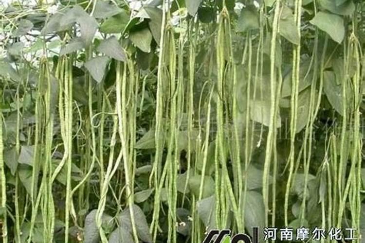 辣椒用高氯复合肥一定会出现肥害吗
