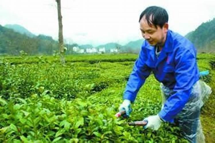 春茶过后什么时候施肥